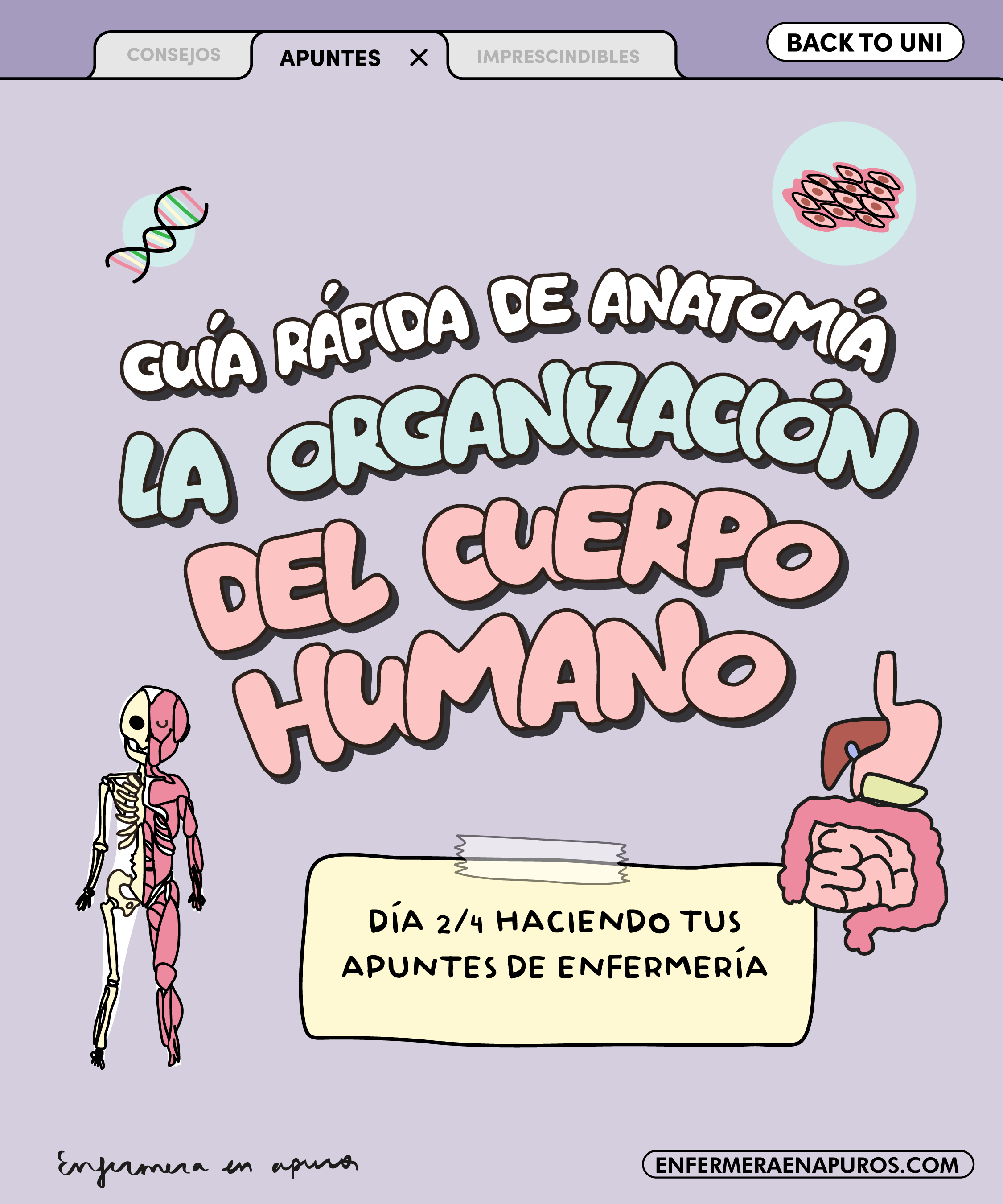 La organización del cuerpo humano